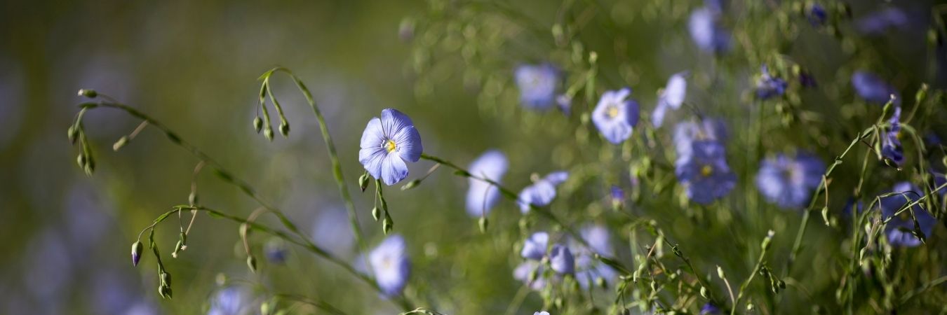 淡いブルーのお花